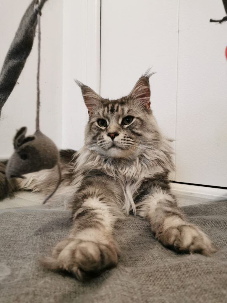 Rasta