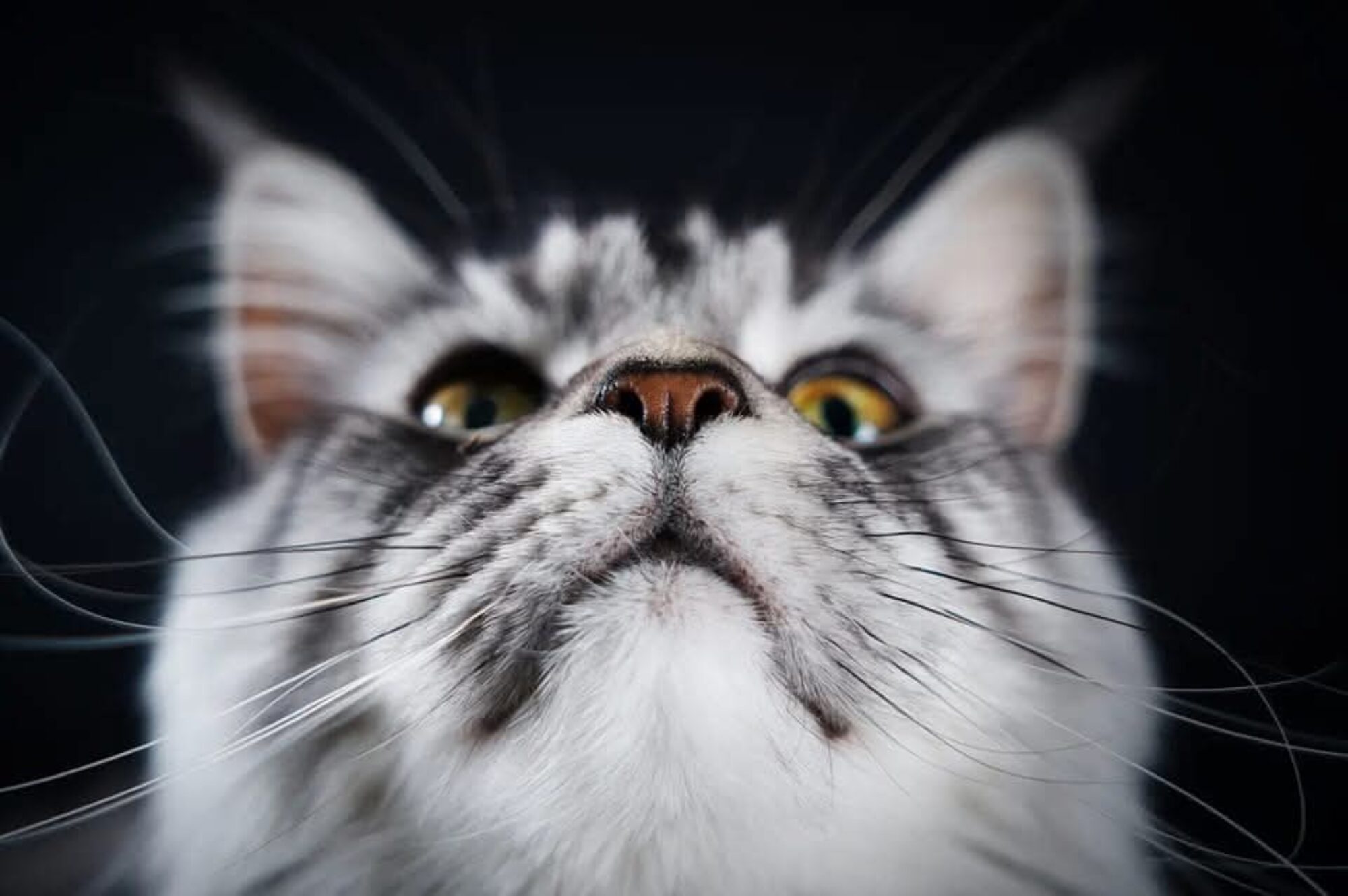 Chatterie des Peace Maine Cat